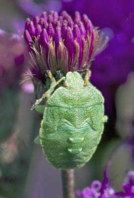 Makros_20070823_0173